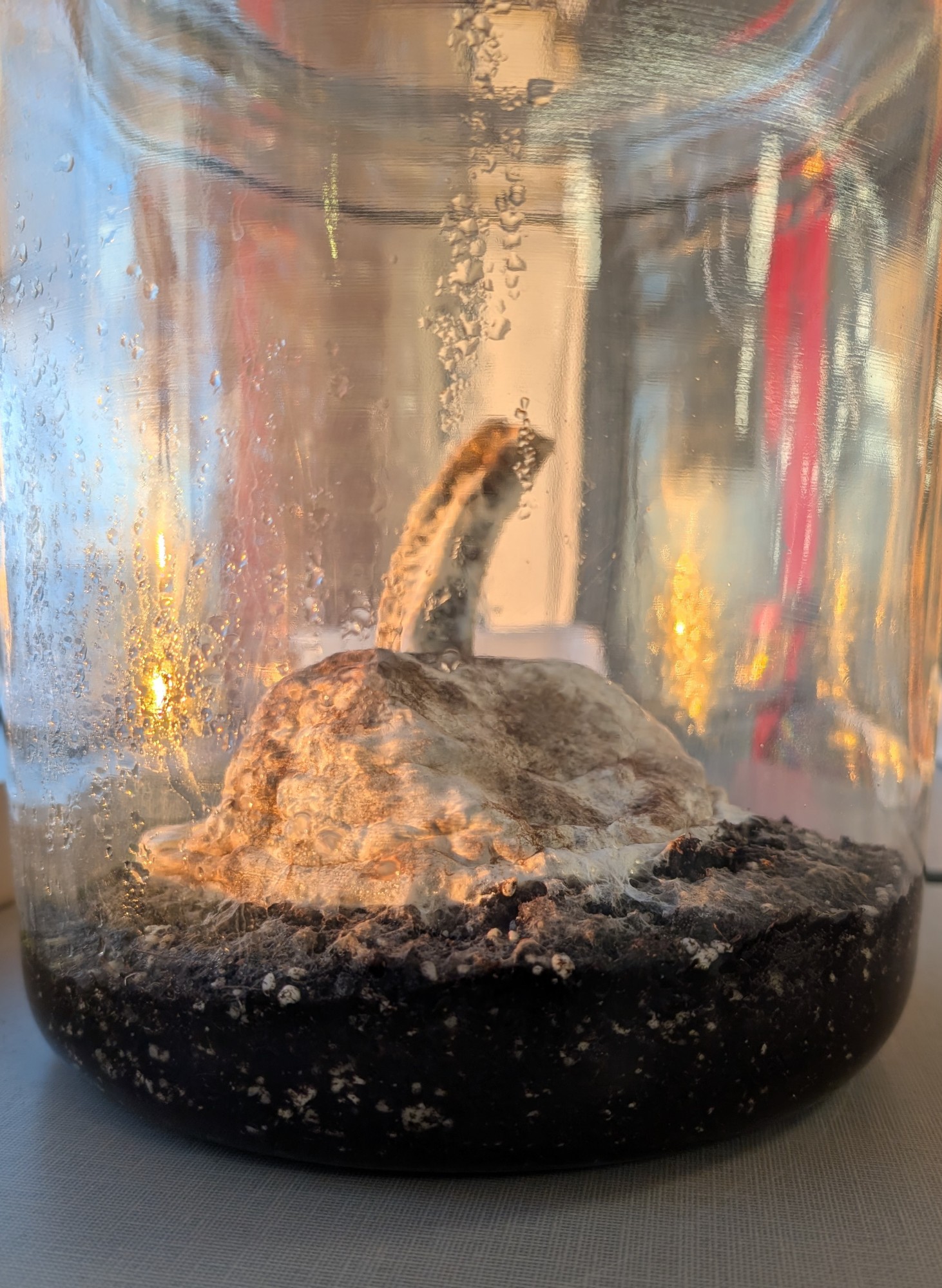 compost 01-13-25