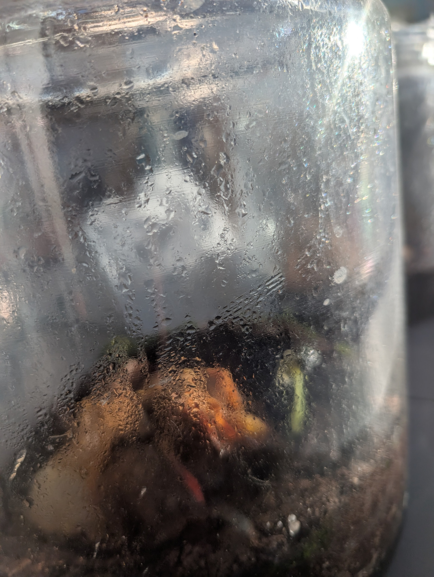 compost pumpkin 3-9.2