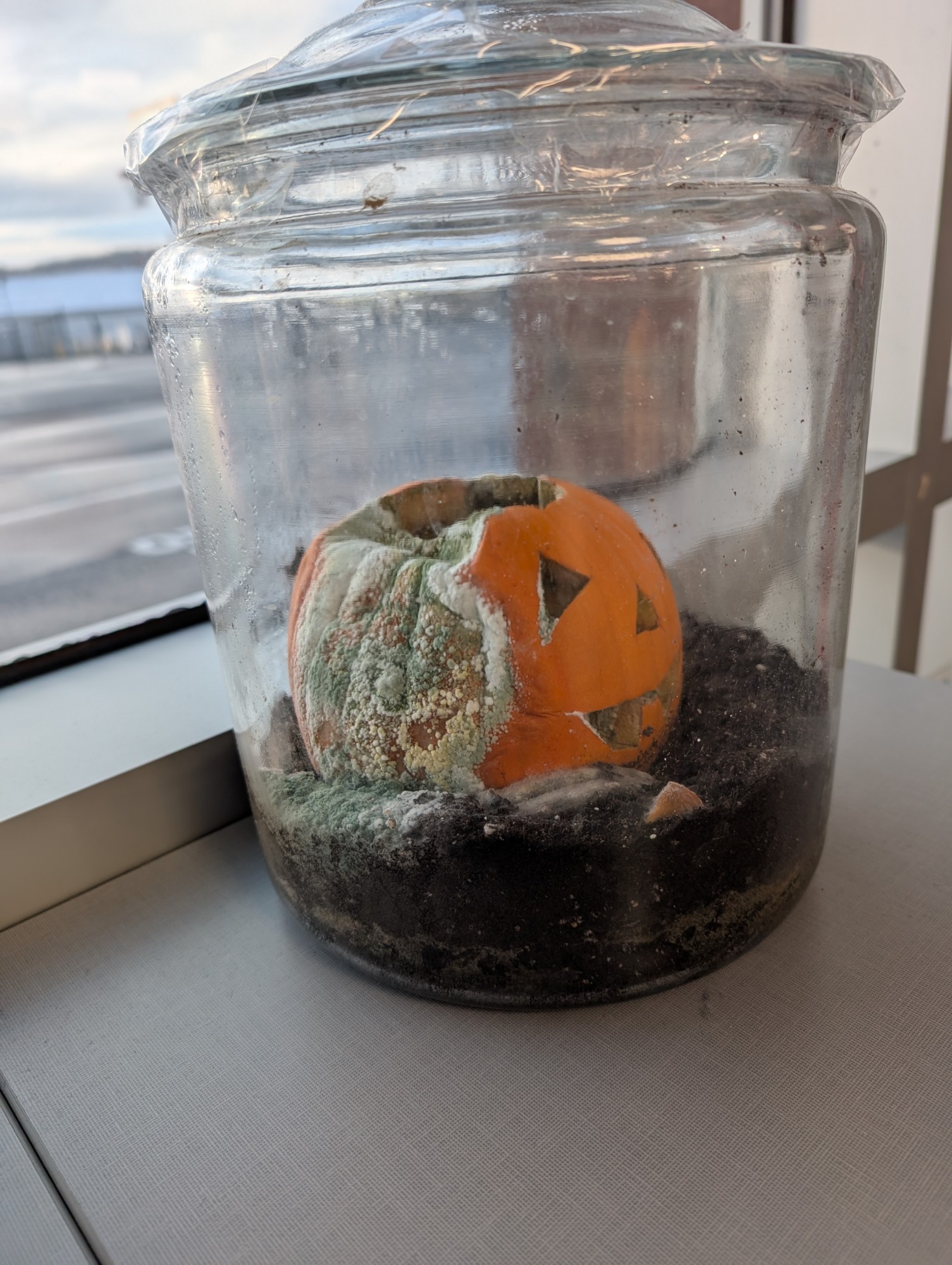 compost pumpkin #3