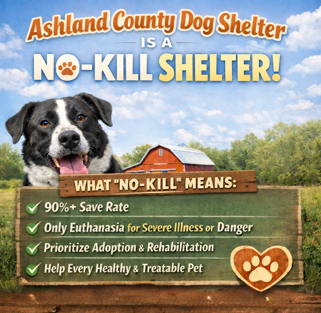 No Kill Shelter