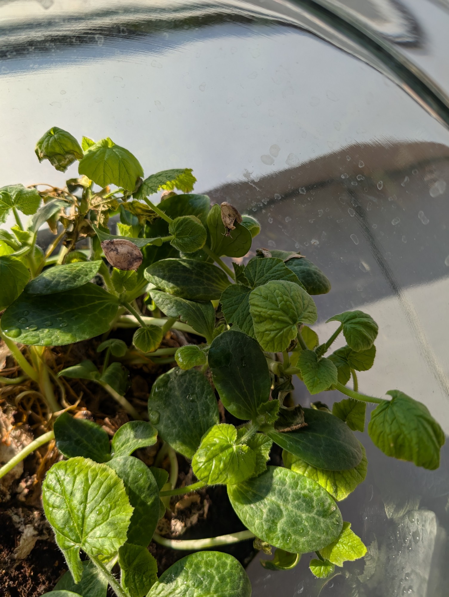 compost