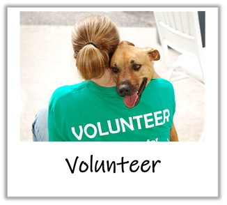 volunteer